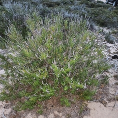 Salvia brandegeei