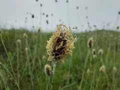 Alopecurus vaginatus