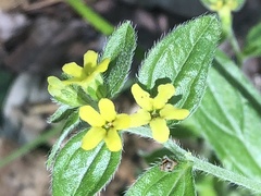 Lithospermum tuberosum