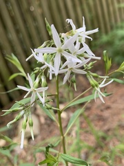 Amsonia rigida