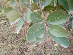 Styrax ferrugineus
