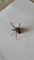 Steatoda grossa
