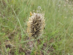 Alopecurus vaginatus
