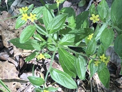Lithospermum tuberosum