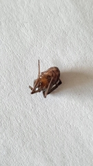 Steatoda grossa