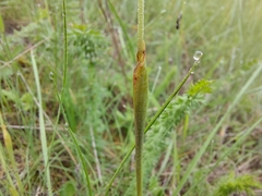 Alopecurus vaginatus