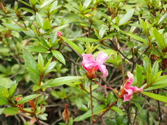 Rhododendron kanehirae