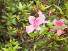 Rhododendron kanehirae