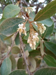 Styrax ferrugineus
