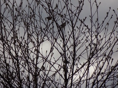 Fringilla montifringilla