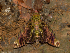 Pararcte schneideriana