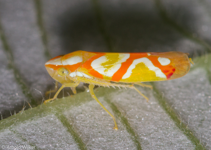 Erythrogonia aurivagula