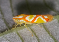 Erythrogonia aurivagula