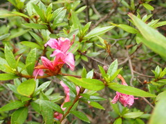 Rhododendron kanehirae