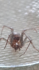 Steatoda grossa