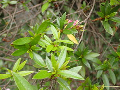 Rhododendron kanehirae