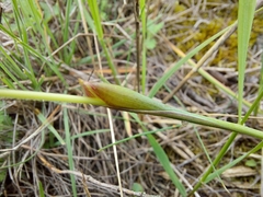 Alopecurus vaginatus