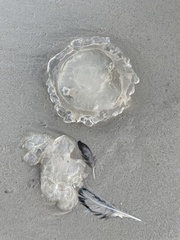Eupilema inexpectata