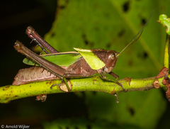 Romaleidae