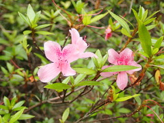 Rhododendron kanehirae