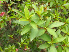 Rhododendron kanehirae