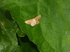Idaea chotaria
