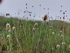 Alopecurus vaginatus
