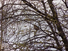 Turdus pilaris