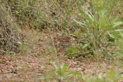 Emberiza chrysophrys