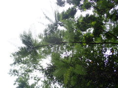 Parkia timoriana
