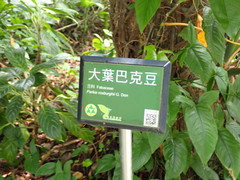 Parkia timoriana