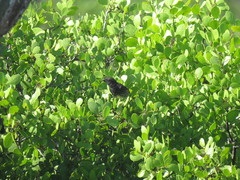 Platyspiza crassirostris