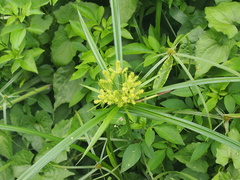 Cyperus cyperoides