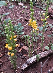 Alectra orobanchoides