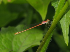 Agriocnemis pygmaea
