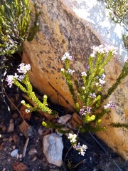 Phylica lachneaeoides