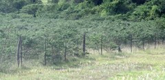 Vachellia karroo