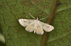Cataclysta angulata