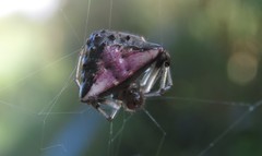 Verrucosa undecimvariolata