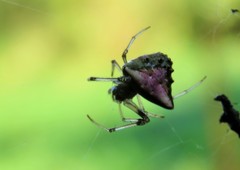 Verrucosa undecimvariolata