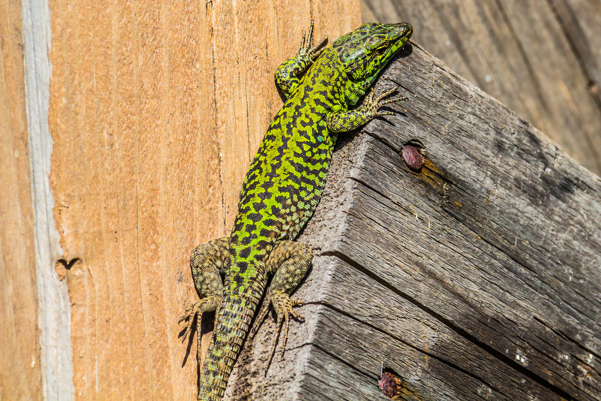 Northern Italian Wall Lizard (Podarcis siculus campestris)…