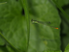 Agriocnemis pygmaea