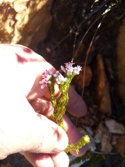 Phylica lachneaeoides