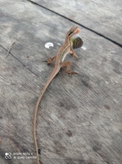 Anolis auratus