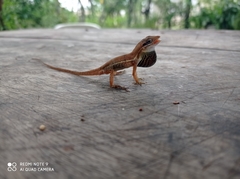 Anolis auratus