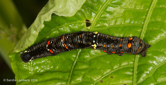 Gonodonta