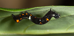 Gonodonta