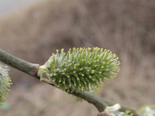 Paprastoji blindė nuotrauka