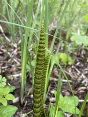Equisetum telmateia telmateia