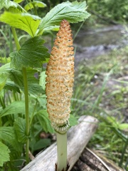 Equisetum telmateia telmateia
